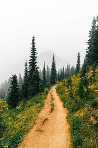 Dirt road amidst trees against clear sky