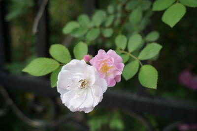 Close-up of white flowers blooming outdoors