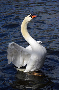 Swan swimming in lake