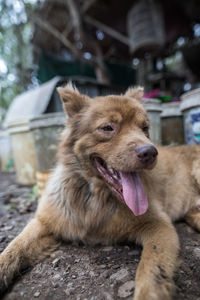 Close-up of a dog looking away