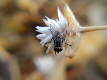 Close-up of insect on white flower