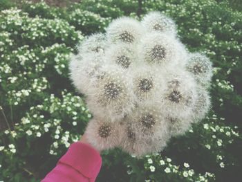 Close-up of hand holding plant