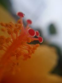 Close-up of flower head