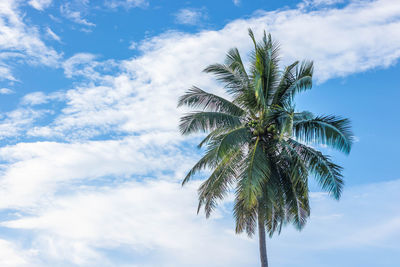 Low angle view of palm tree against sky