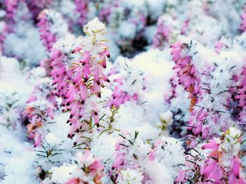 Close-up of pink flowers blooming on tree