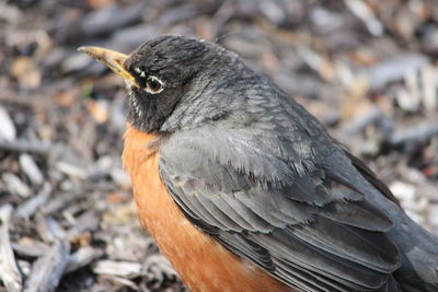 Close-up of bird