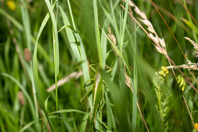 Close-up of crops growing on field