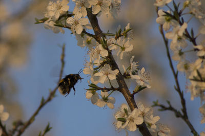 Low angle view of fresh flower tree against sky