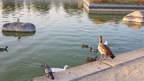 High angle view of birds perching on lake