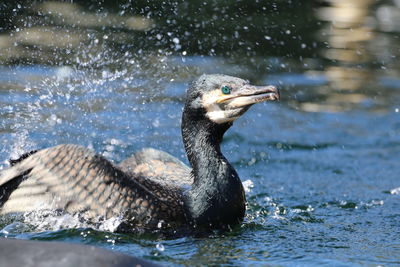 Close-up of cormorant splashing in lake