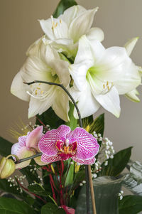 Close-up of flowers blooming outdoors