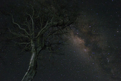 Low angle view of tree against sky at night