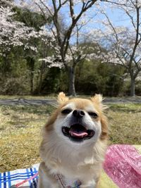 Portrait of dog against trees