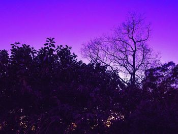 Low angle view of trees against blue sky