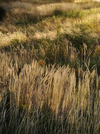 Wheat growing on field