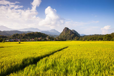 Scenic view of agricultural field against sky