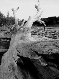 Dead tree trunk against sky