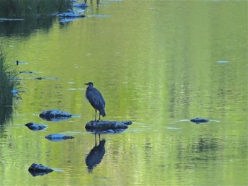 Bird flying over lake