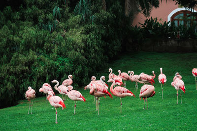 Flock of birds on grass