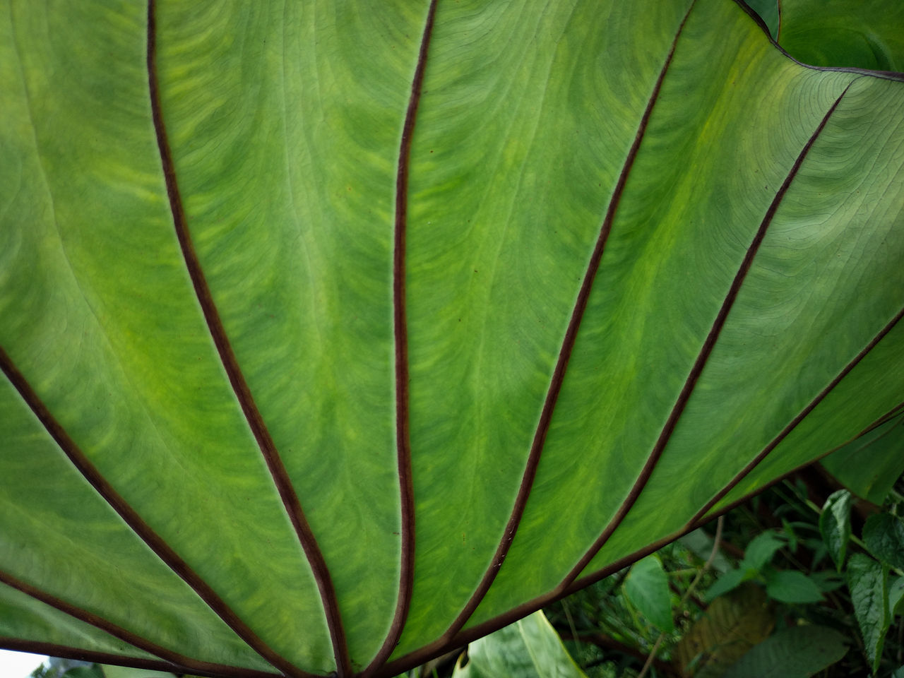 FULL FRAME SHOT OF FRESH GREEN LEAF