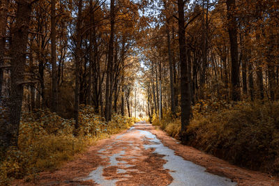 Road amidst trees in forest during autumn