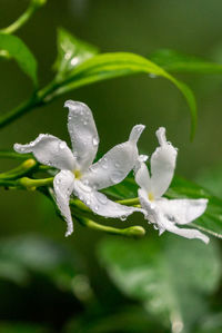 Close-up of water drops on flowers