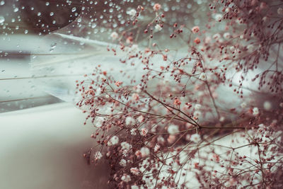 Close-up of cherry blossoms in spring