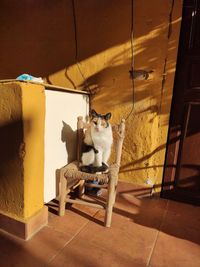 Portrait of cat sitting on tiled floor