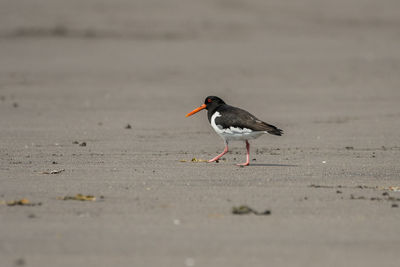 View of bird on beach