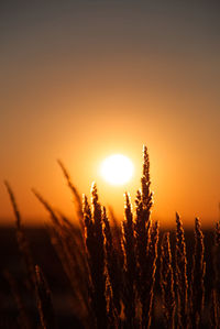 Close-up of silhouette plants against orange sky