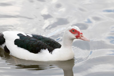 Close-up of duck swimming in lake