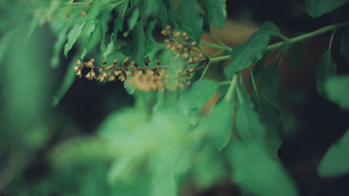 Close-up of caterpillar on plant