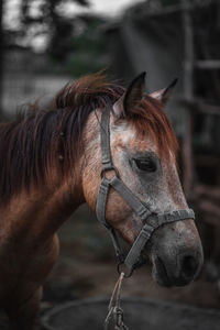 Close-up of horse in ranch