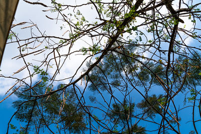 Low angle view of trees against clear blue sky