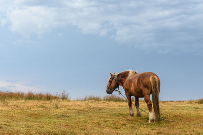 Horses on a field