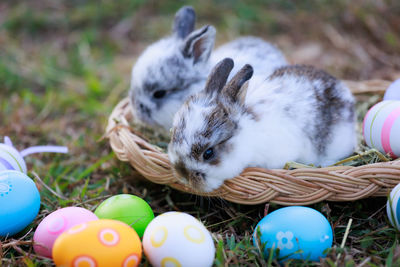 Close-up of rabbit on hay