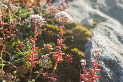 Close-up of red flowering plants by rocks