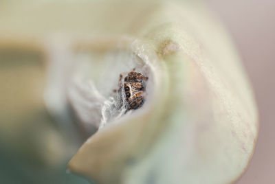 Close-up of jumping spider on the nest