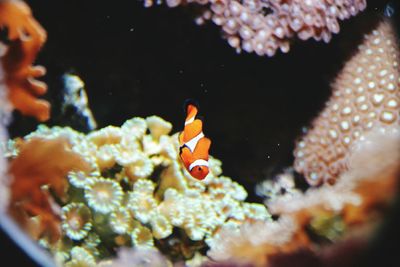 Clown fish swimming in tank