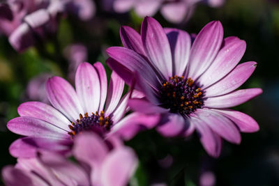 Close-up of pink flower