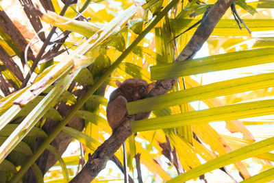 Low angle view of a monkey on tree