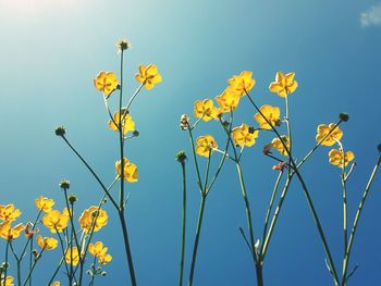 Low angle view of yellow flowering plants against clear sky