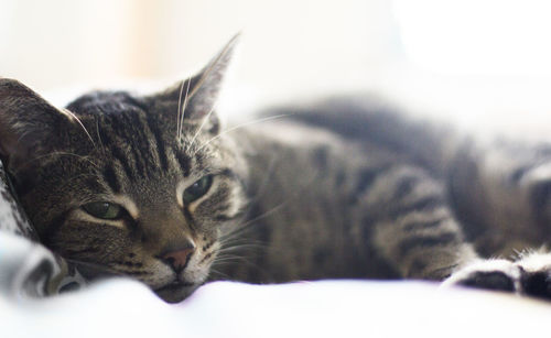 Close-up of cat sleeping