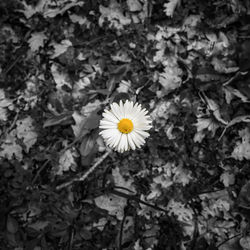 High angle view of white flowering plant