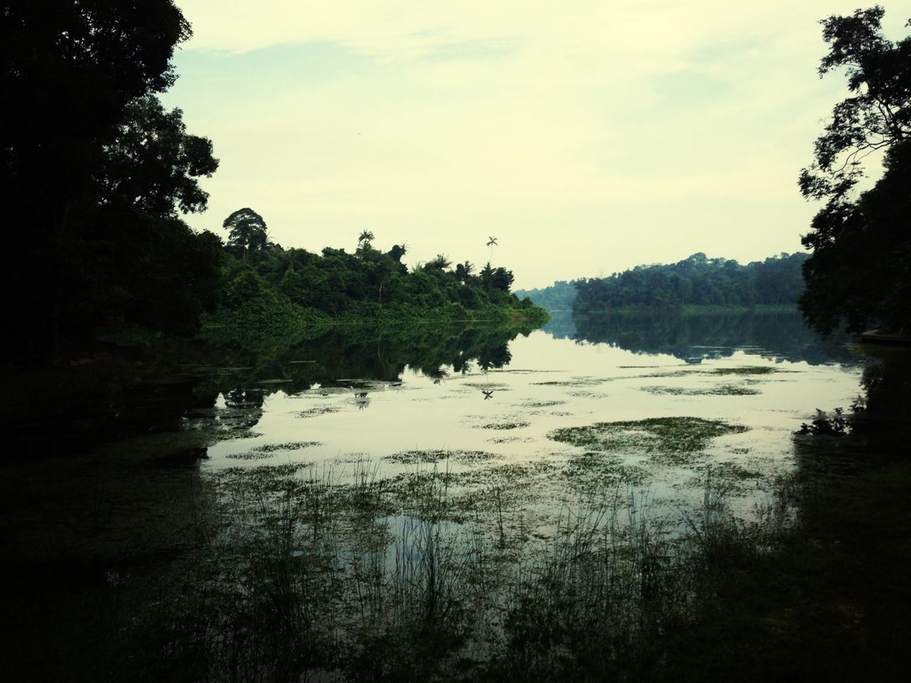 water, tree, tranquil scene, tranquility, scenics, sky, reflection, beauty in nature, lake, nature, idyllic, river, forest, cloud - sky, growth, non-urban scene, calm, outdoors, no people, cloud