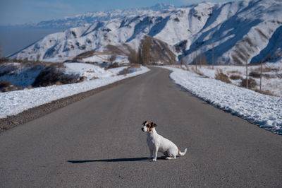 Dog jack russell terrier sits on the road among the snowy mountains