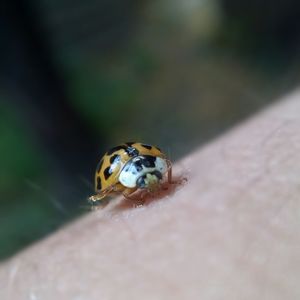 Close-up of ladybug on leaf