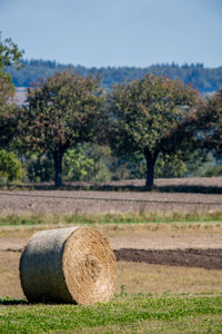 Trees on field