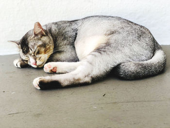 Close-up of cat sleeping