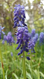 Close-up of purple flowers blooming outdoors